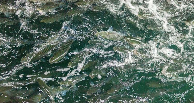 A school of stripers feeding on bay anchovies.