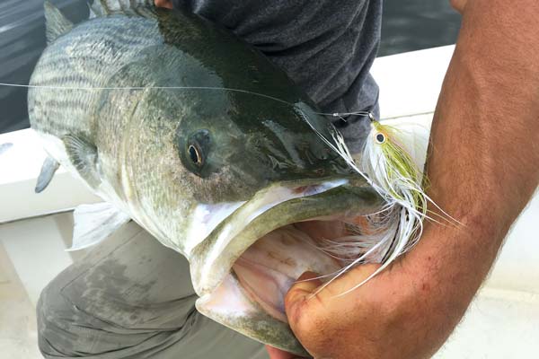 There will be fewer fishermen out in the afternoons, making it easier to present flies to less-pressured stripers.