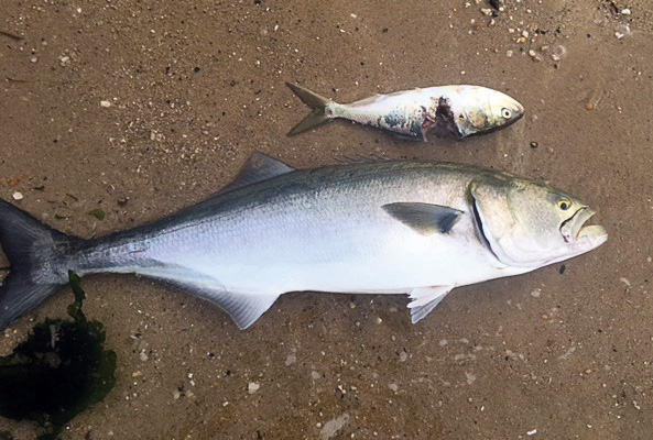 Bunker attracted and held the big bluefish in the backwaters