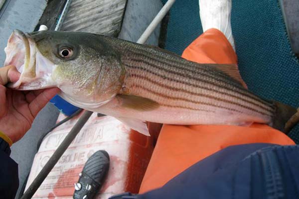 Fall is prime time for chumming with clam bellies 