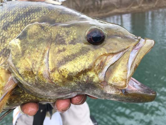 The fall BITE is on!! Beautiful Smallmouth from the West Branch Susquehanna River.