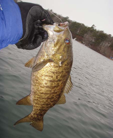 coldwater smallmouth