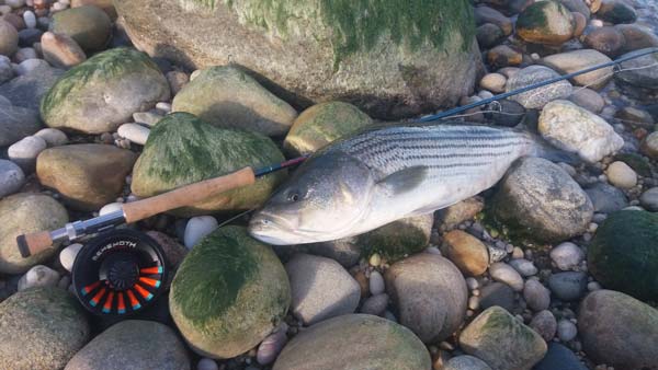 A fly rod that you can punch into the wind with is perfect