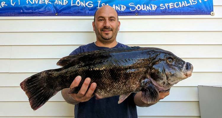 tautog