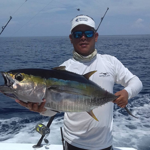 yellowfin tuna