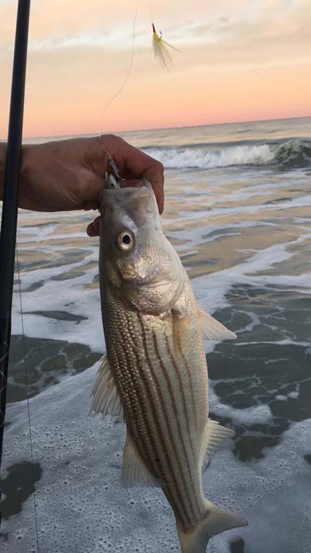 Fishermen’s Supply Co in Point Pleasant reported that the striped bass bite is good for anglers trolling