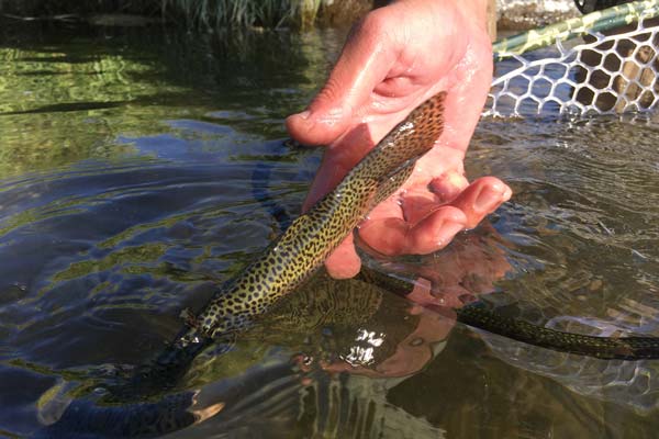 released rainbow trout