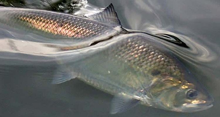 American Shad