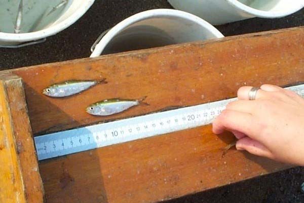 Measuring juvenile shad