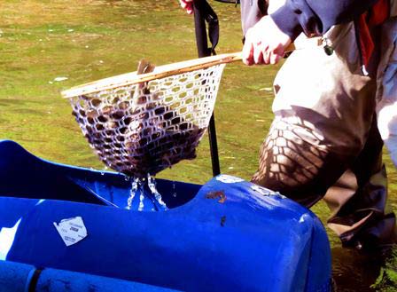 Middle Branch White Clay Creek stocking