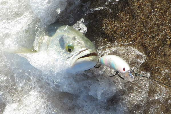 bluefish landed on a light-colored Daiwa Salt Pro Minnow