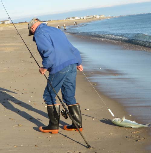 big bluefish caught on a white popper