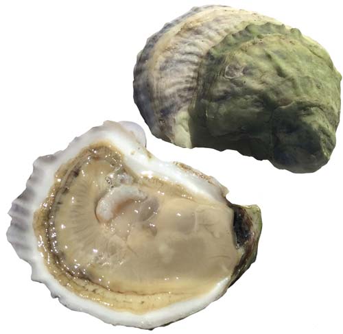 Chatham Oysters