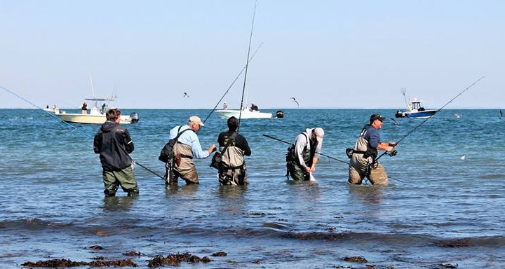 following the striper migration