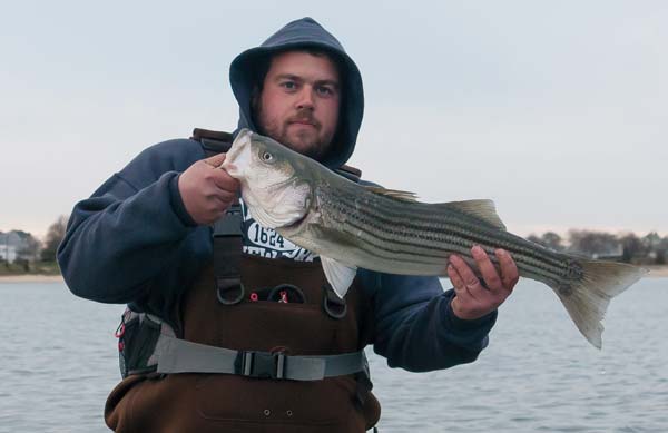harbor stripers vary from tiny schoolies to nearly 20 pounds