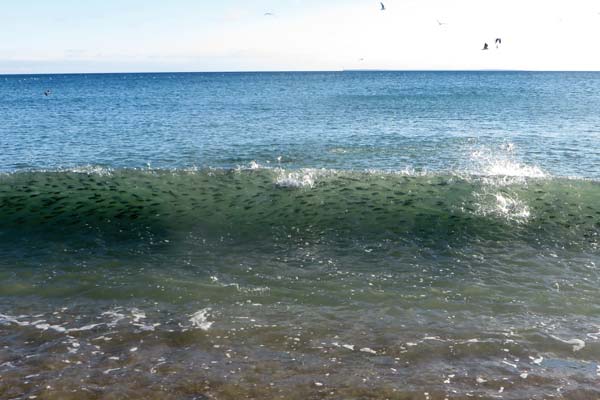 Schools of herring can be seen in the curl of this wave