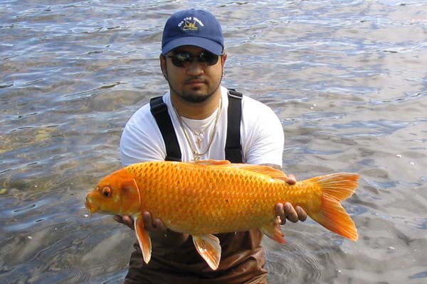 20.5-pound koi caught by Roy Leyva in Jamaica Pond in Boston