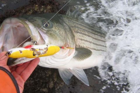 This homemade fat needlefish caught a large keeper