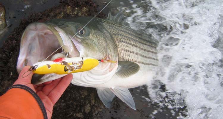 This homemade fat needlefish caught a large keeper