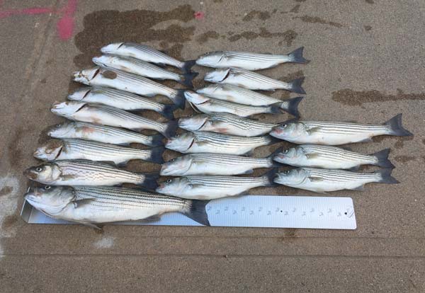 The largest illegally-caught striper was about 18 inches