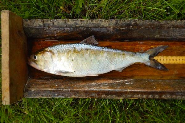 Adult shad in measuring box