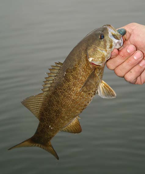 smallmouth bass