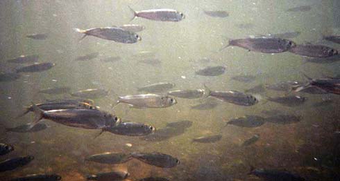 US Fish and Wildlife Service migration station