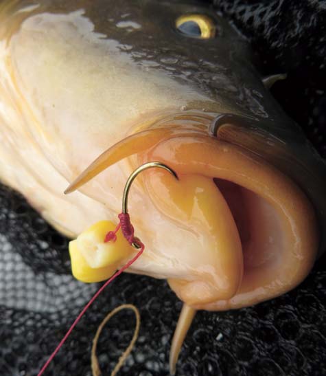 This carp fell for two pieces of sweet corn