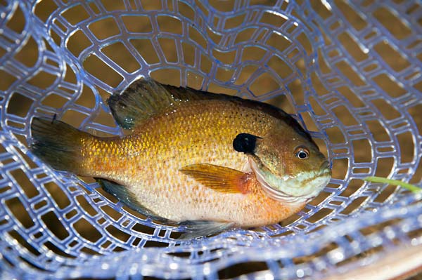Look to structure for fall fish
