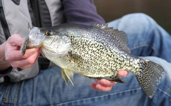 Live shiners make excellent baits in late fall