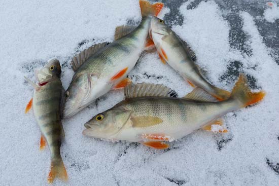 yellow perch