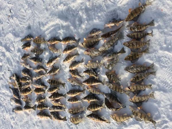 yellow perch