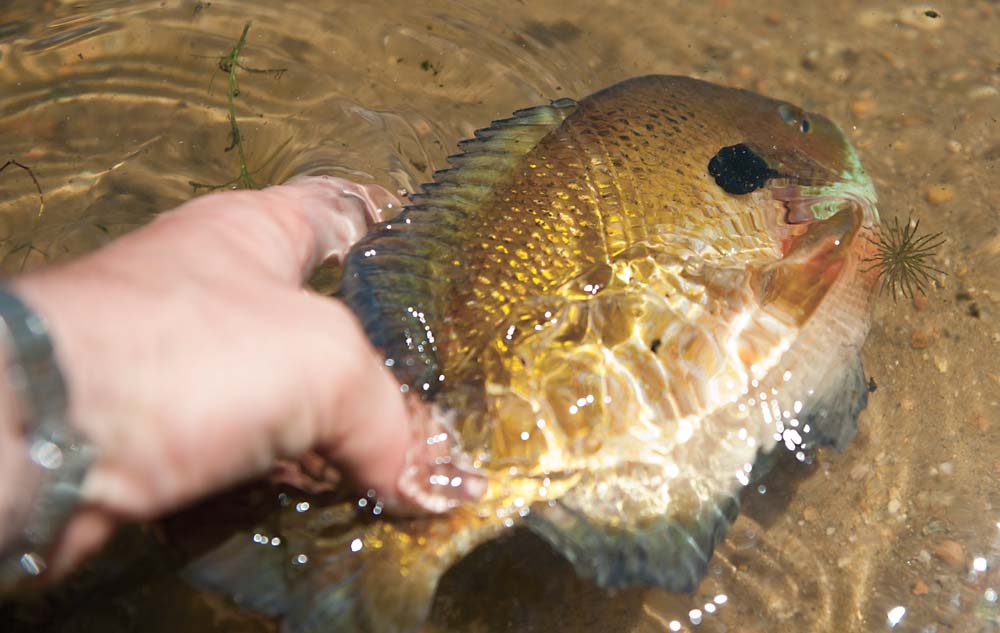 Big bluegill