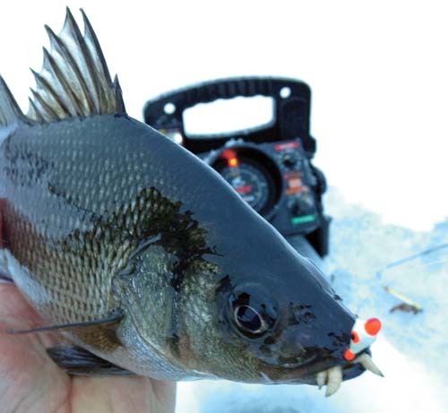 Ice jig tipped with a piece of worm