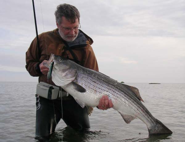 big plugs fished in the presence of adult bunker can produce large bass in the daytime.