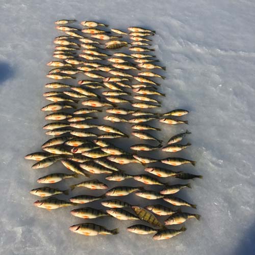 Oneida is infested with quality walleye and perch!