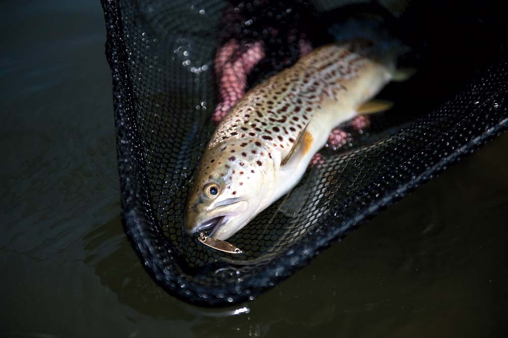 a spunky little brown trout