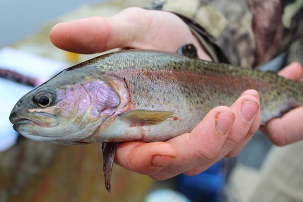 Justin Whittier rainbow trout