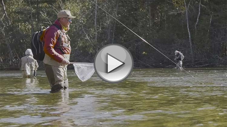 Maine Landlocked Salmon
