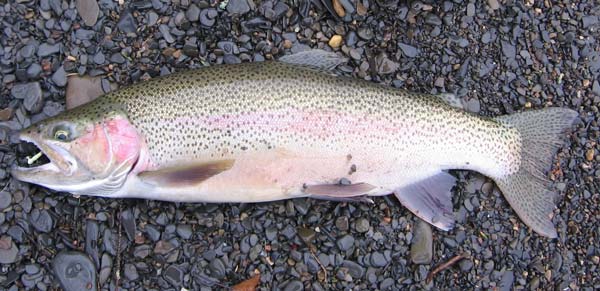 trout and landlocked salmon