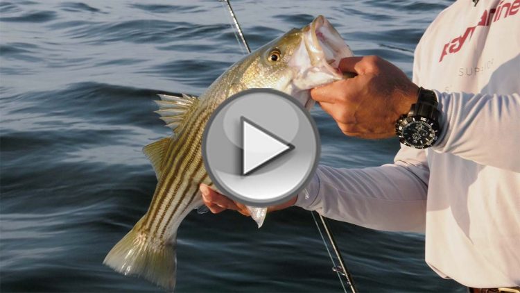 Connecticut Reef Fishing