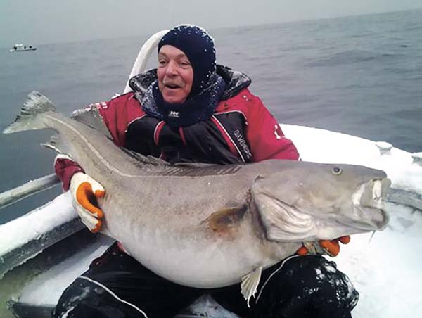 giant Havoysund cod