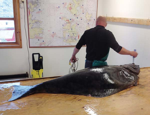 Atlantic halibut grow to larger sizes than their Pacific cousins.