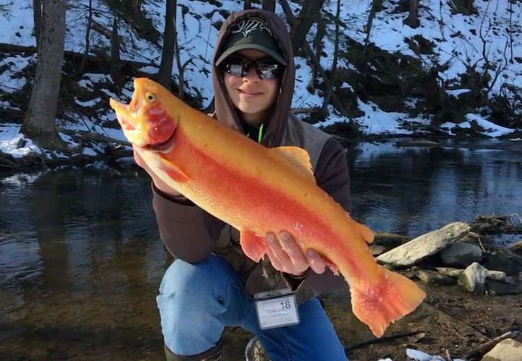 Golden Rainbow Trout
