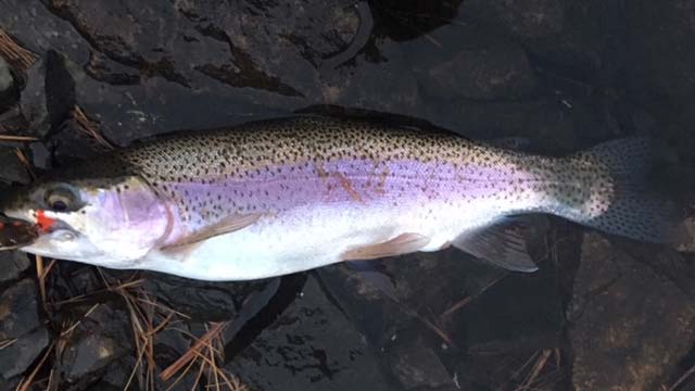 Freshly stocked trout are on the way!