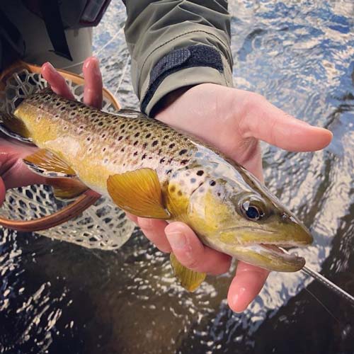 Another of Jaime's brown trout