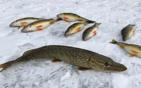 pike and yellow perch