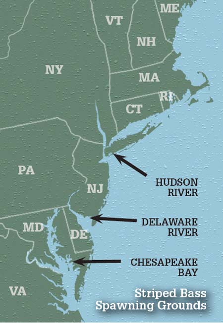 East Coast striped bass three major spawning grounds