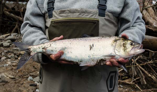 American shad