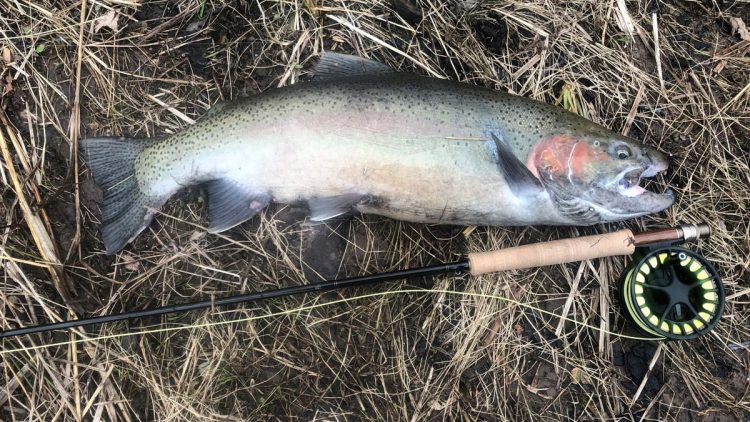 Bruiser Buck Steelhead